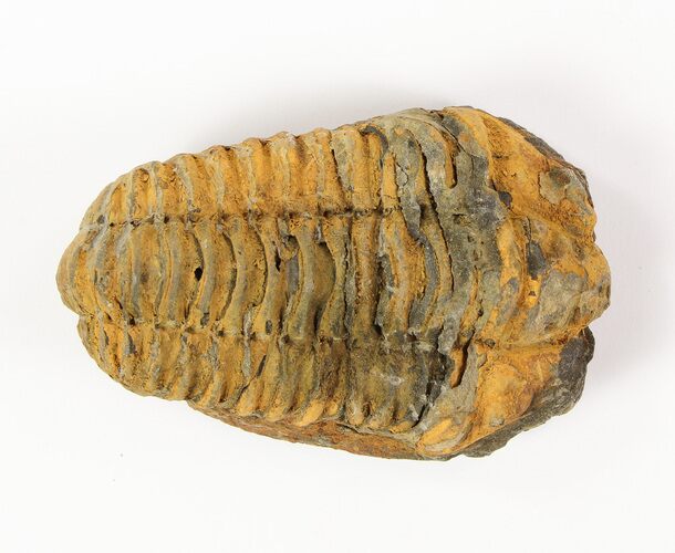 3"+ XL Calymene (Colpocoryphe) Trilobite Fossils - Photo 1